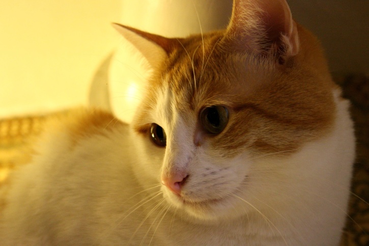 オレンジ色の猫、白いキティ、顔クローズ アップ