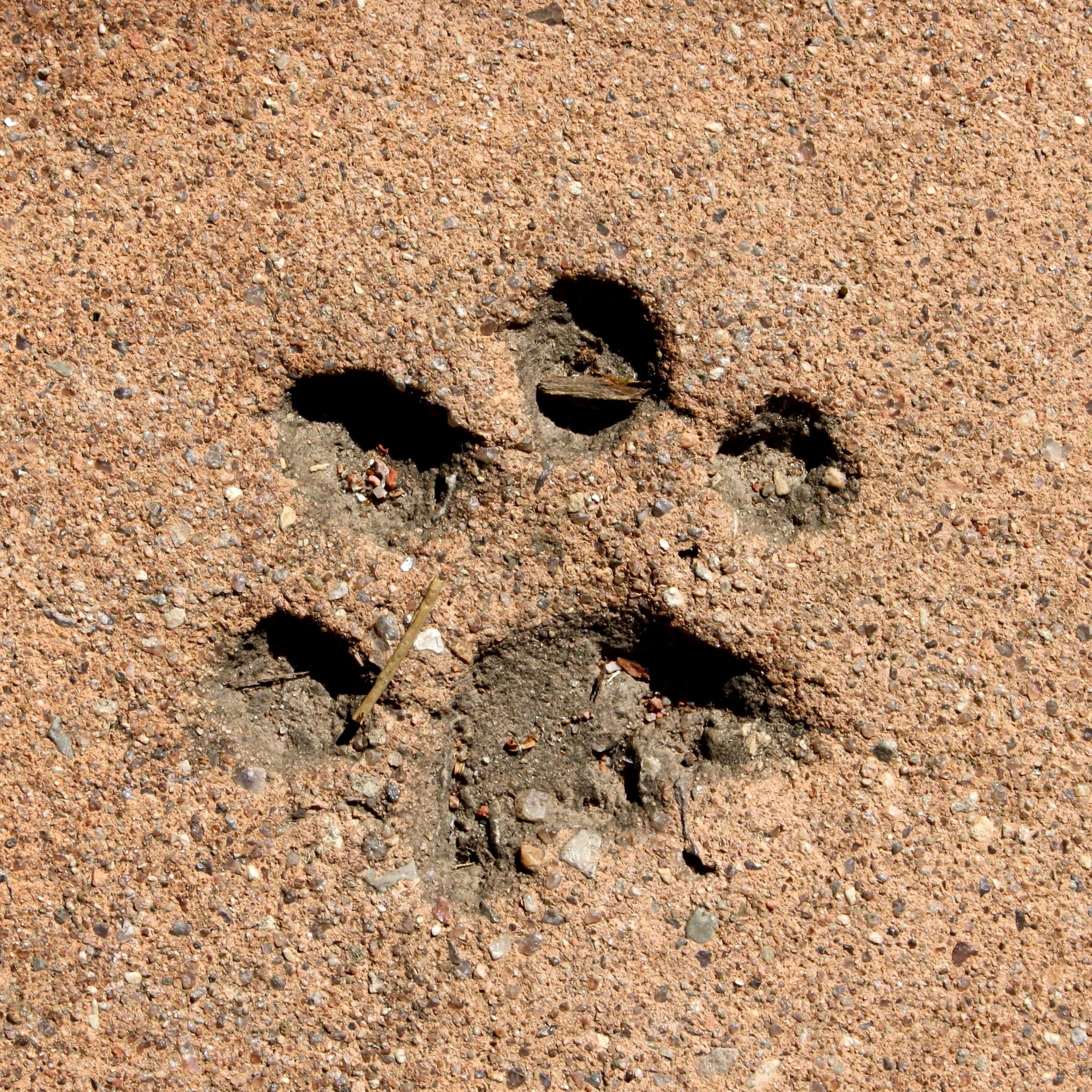 Free picture: paw print, cement