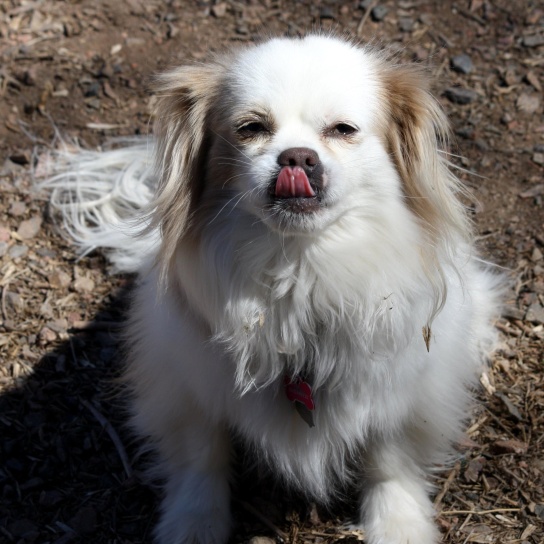 small dog, tongue, pet, canine