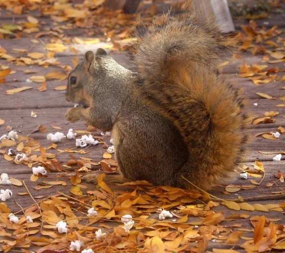 squirrel, eating, popcorn