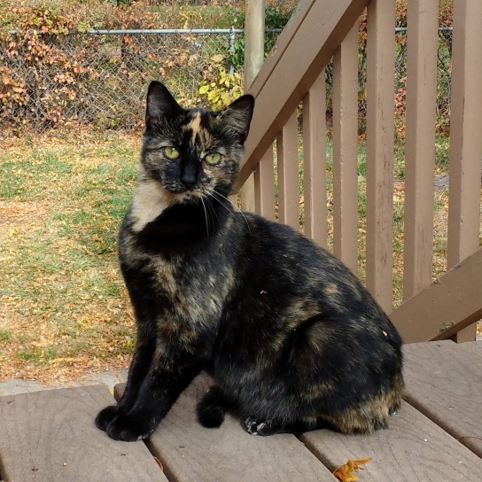 tortie chat, animal familier