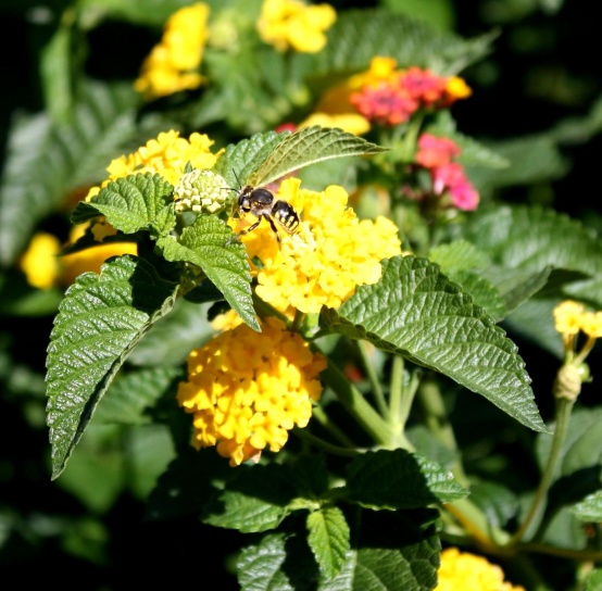 ampiainen, hyönteinen, Keltaiset kukat