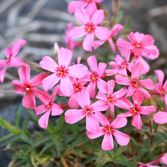 creeping plant, phlox plant, pink, flowers