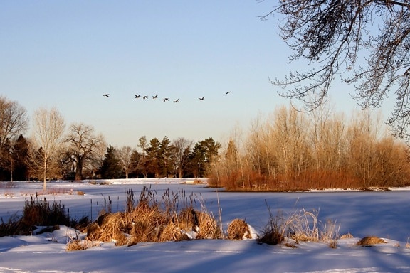 гъски летят, замразени, езеро, зимни