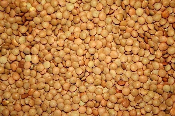 lentils, seed