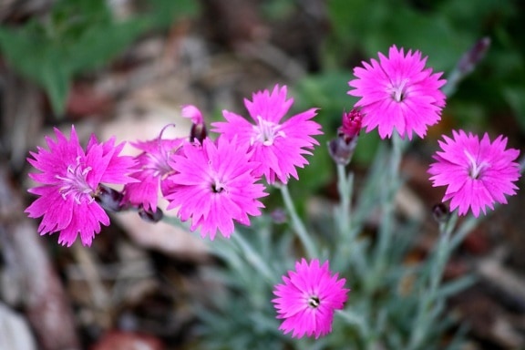 Pink, bunga dianthus