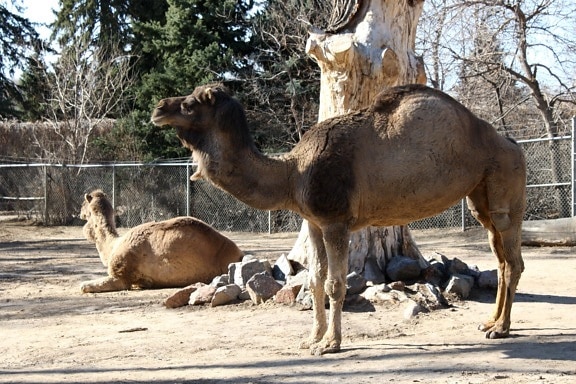 Arabische kameel