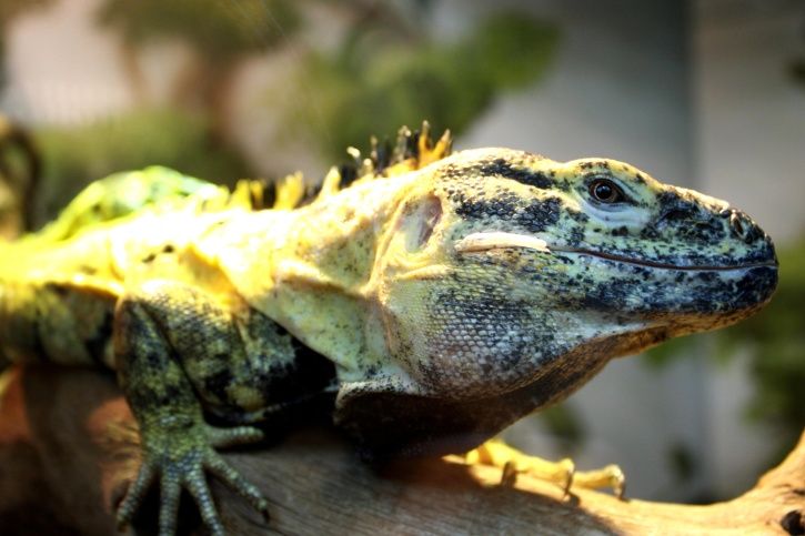 bunte Eidechse, exotische Reptil