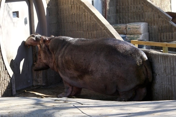Hippopotamus, animal, zoo park