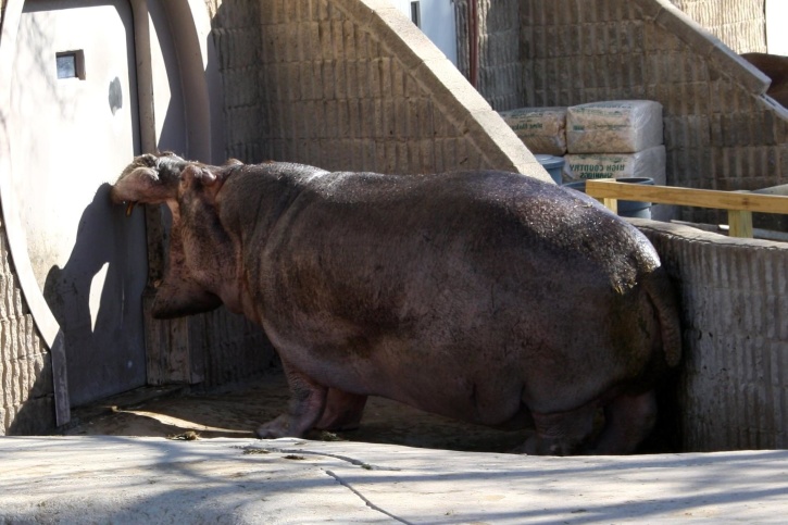 Hipopotam, zwierząt, ogród zoologiczny