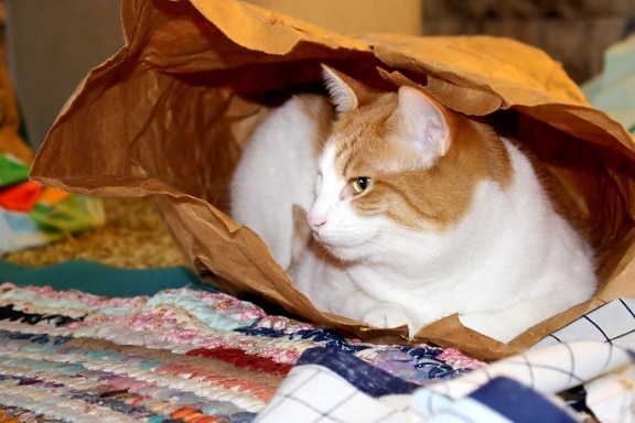 cat, paper bag