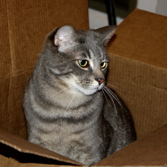 szary, pręgowany kot, karton, pudełko kartonowe
