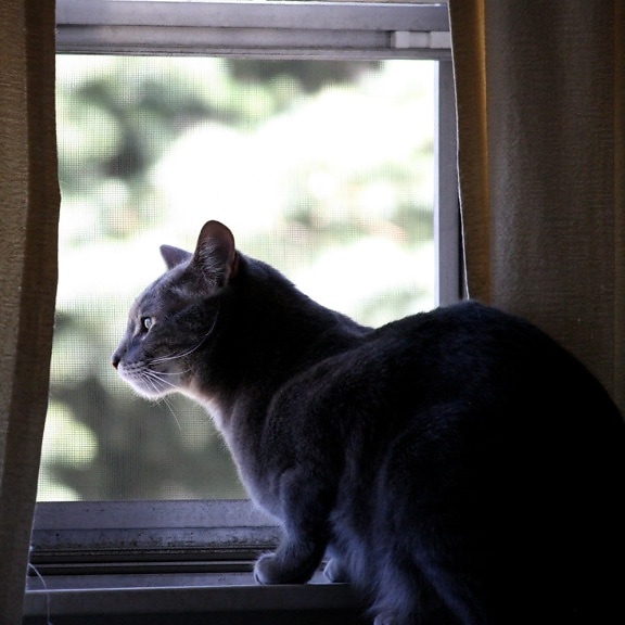 gato, olhar, janela