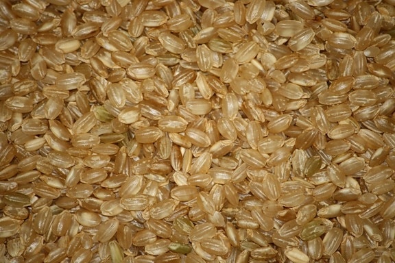Krótki ziarna, brązowy ryż, nasiona