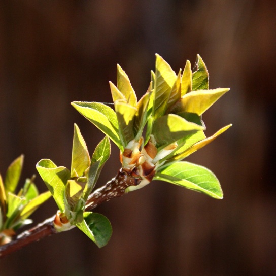 budding leaves, close up, branch