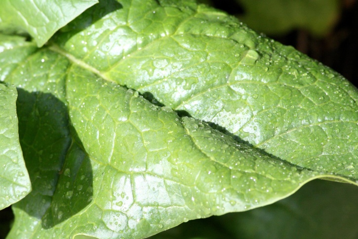 spinach leaf, dew, close up