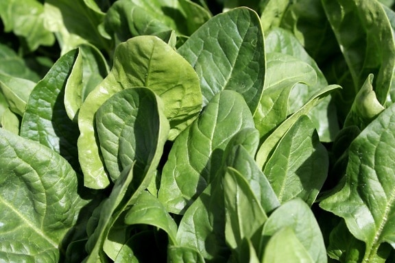 spinach, vegetable, leaves