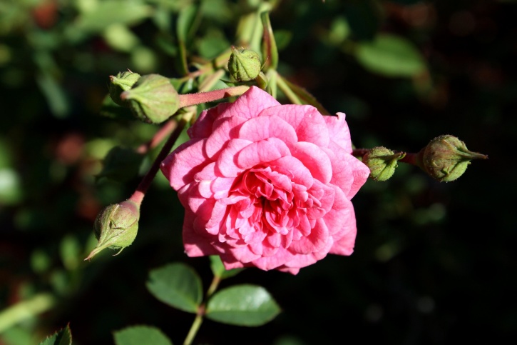 ярко розова роза, цвете, цъфтеж, цветна градина