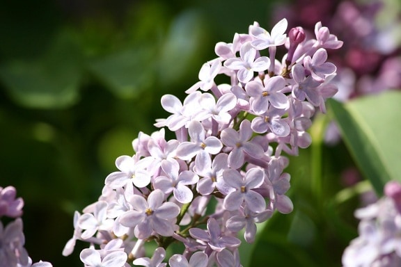 cluster, purple, lilac, flowers