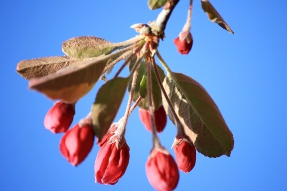 flor de manzana, brotes