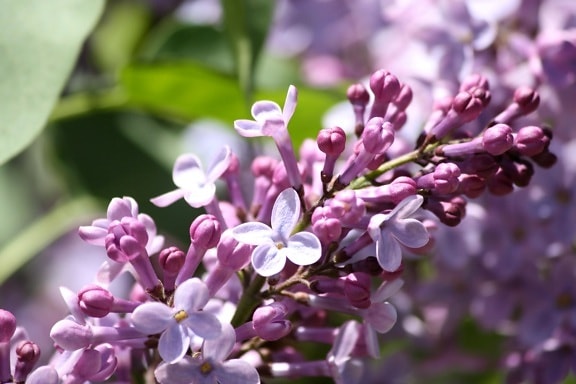 lilac flowers, bloom