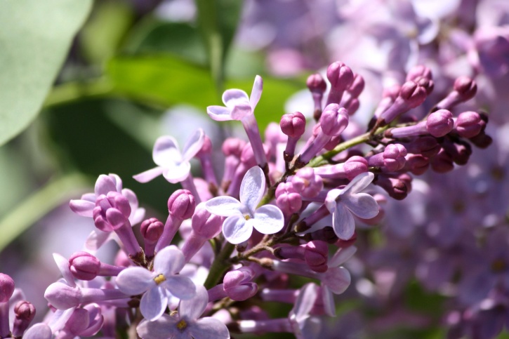 Free picture: lilac flowers, bloom