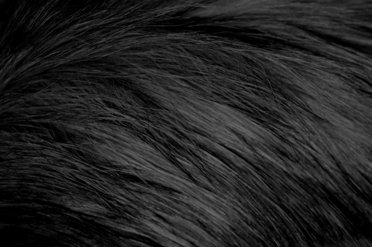 hosszú hajú, fekete, macska szőr, textúra