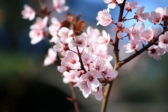 pink flowers, blossoms, plum tree