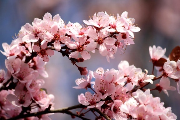 rosa, plomme blomster, blomstrer, våren, avdelinger