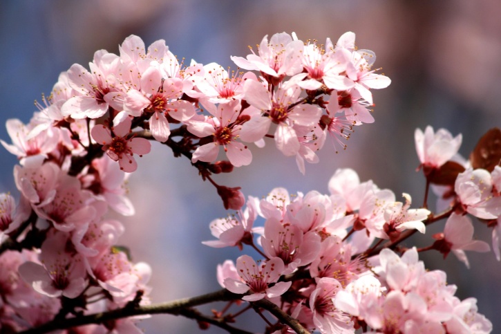 roze, plum bloemen, bloesem, lente, takken