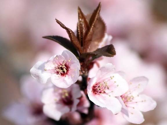 plum, blossoms, sprouting, leaves