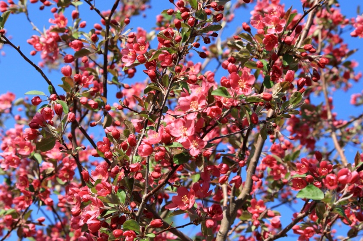 盛开, 鲜花, 粉红色, 苹果树