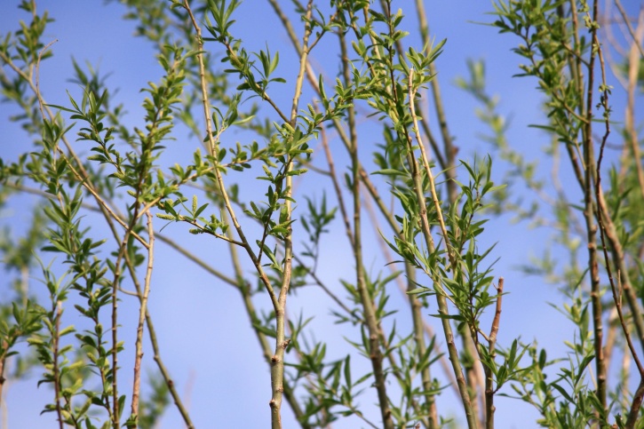 branches, sping, leaves, blue sky, shrubs