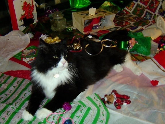 domestic cat, Christmas, decoration, ribbons
