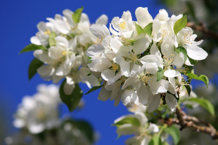 cluster, white flowers, blossoms, tree