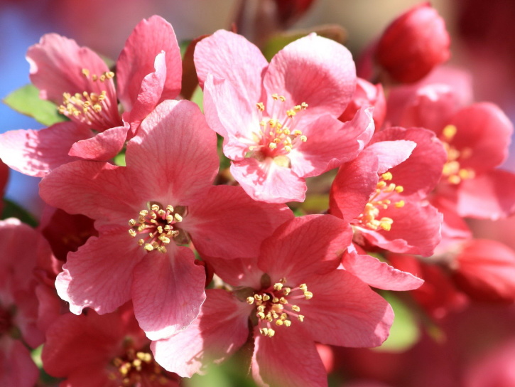 Pink, kelopak, menutup, nektar, musim semi, bunga-bunga, Taman, bunga