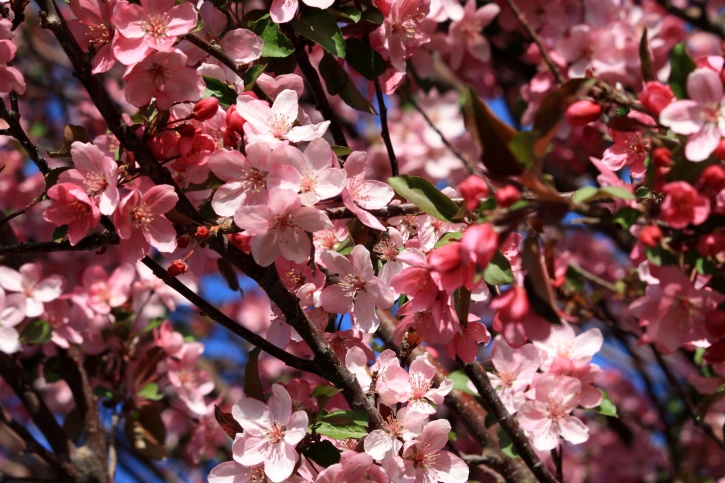 Apple träd, blommor, rosa, grenar, träd, våren