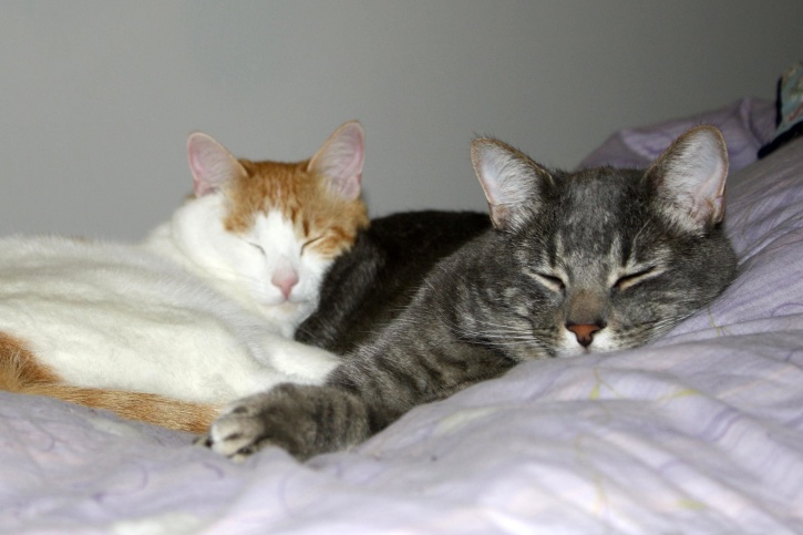 cuddling cats, pet, domestic kittens