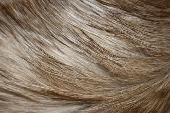 long hair, blonde hair, fur, texture