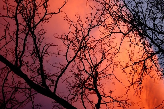 naplemente, a felhők mögött fa, ágai, sillhoutte, alkonyat