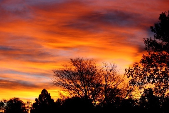 colorful sunrise, trees, silhouette,dawn