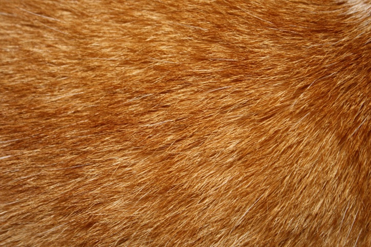 gatto soriano, pelliccia, capelli, tessitura