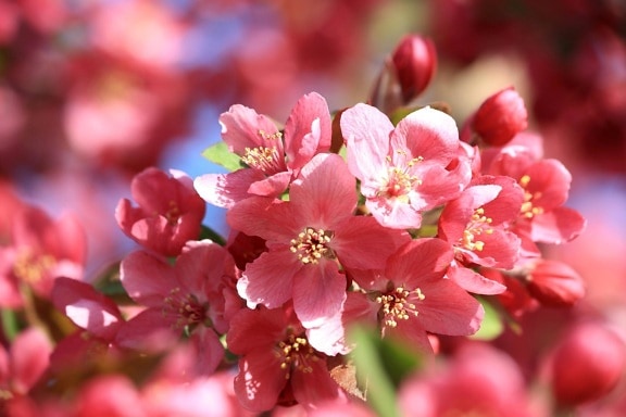 arbre pomme, fleurs, floraison, pétales roses, verger, printemps
