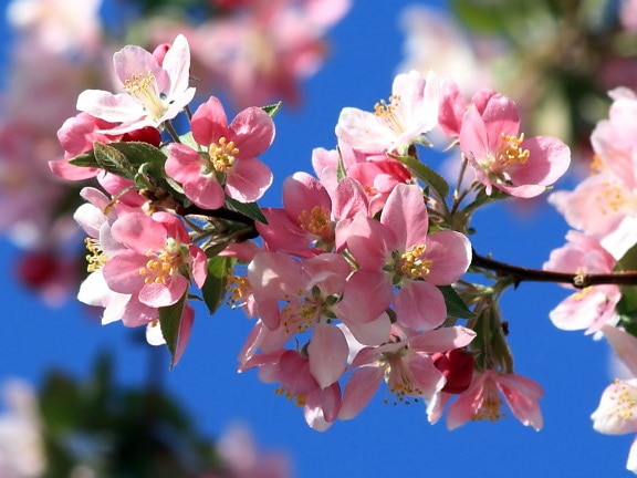 pinkflowers, brnach, spring, blossoms