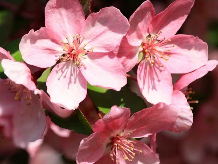 la floración del cerezo, primavera, flores, pétalos