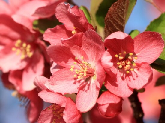 red, crabapple, blossoms, close up