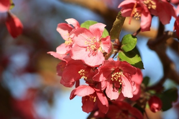 rode bloemen, cherry tree, bloesems