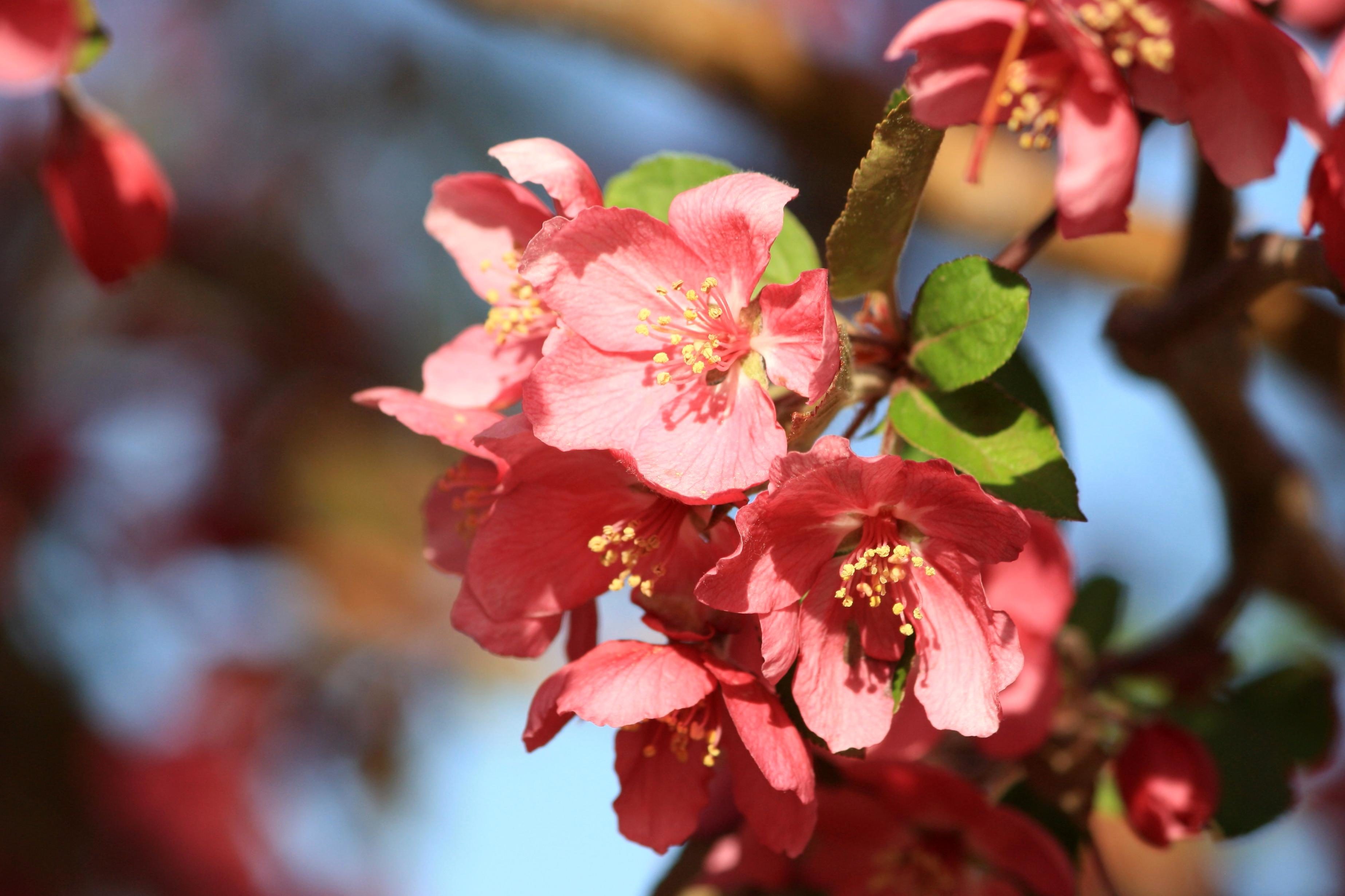 樱桃树花的颜色图片