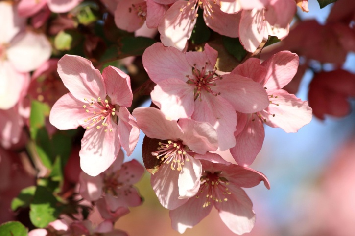 春、ピンクの花、花びら、桜の木