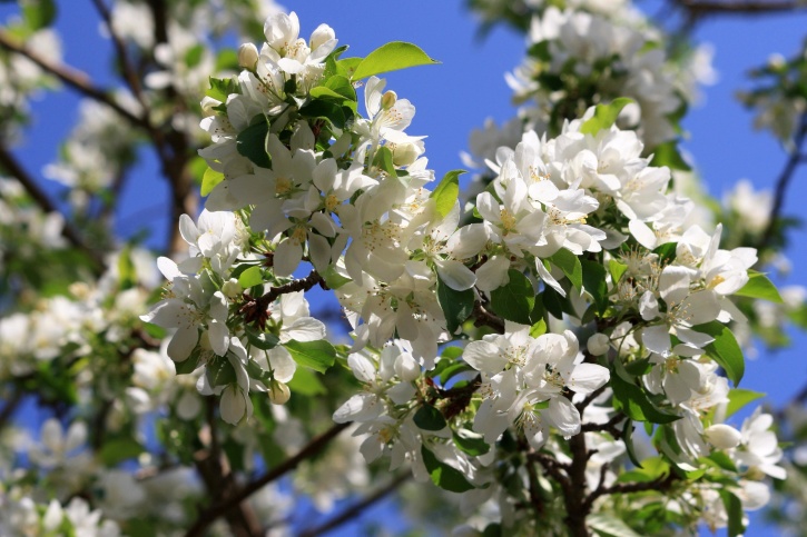 äppelträd, vita kronblad, blommor, våren, gren